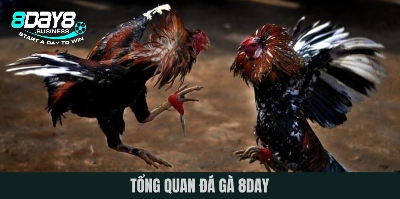 Những điểm hấp dẫn của đá gà 8DAY