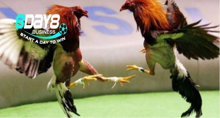 Thành công của kênh xem Đá Gà Cựa Sắt