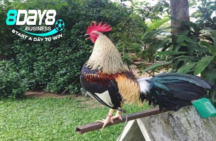 Giá trị kinh tế - văn hóa của Đá Gà Tre